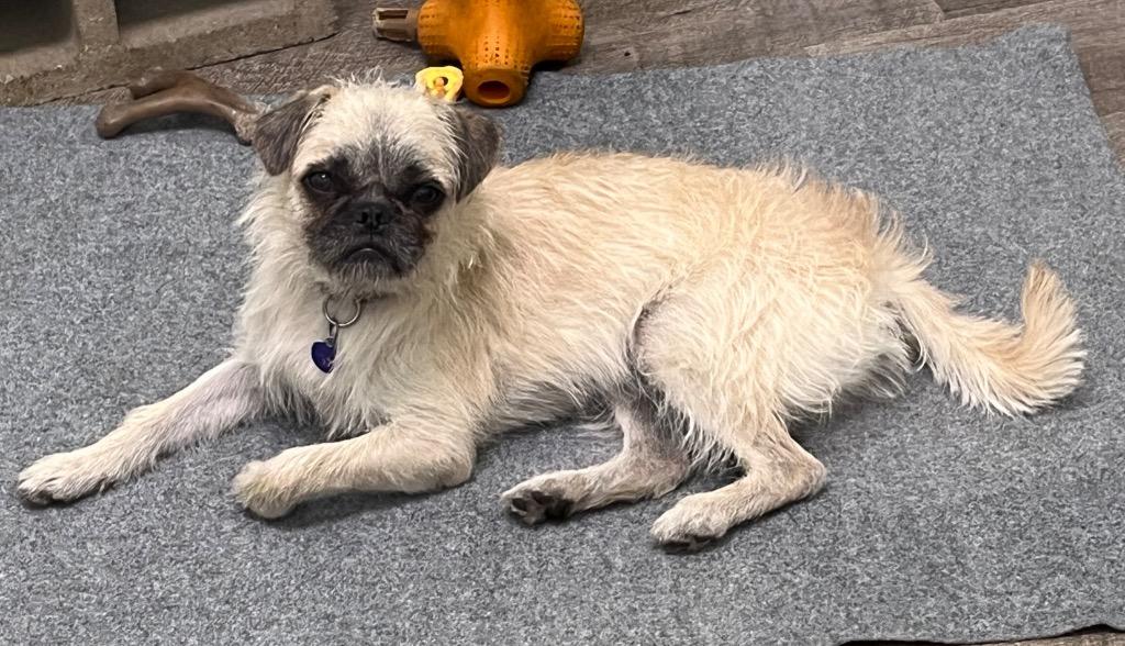 French Fry, a Adoptable mixed breed in Lake Forest, CA image 3/5