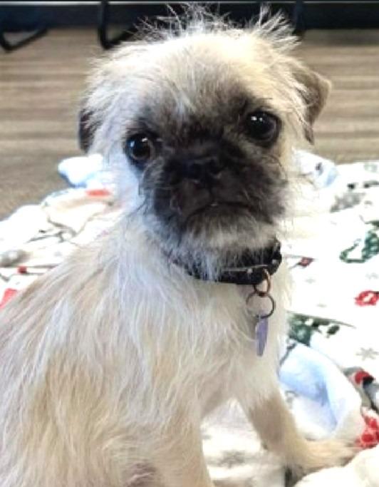 Enlarge French Fry, a Adoptable mixed breed in Lake Forest, CA image 3/3