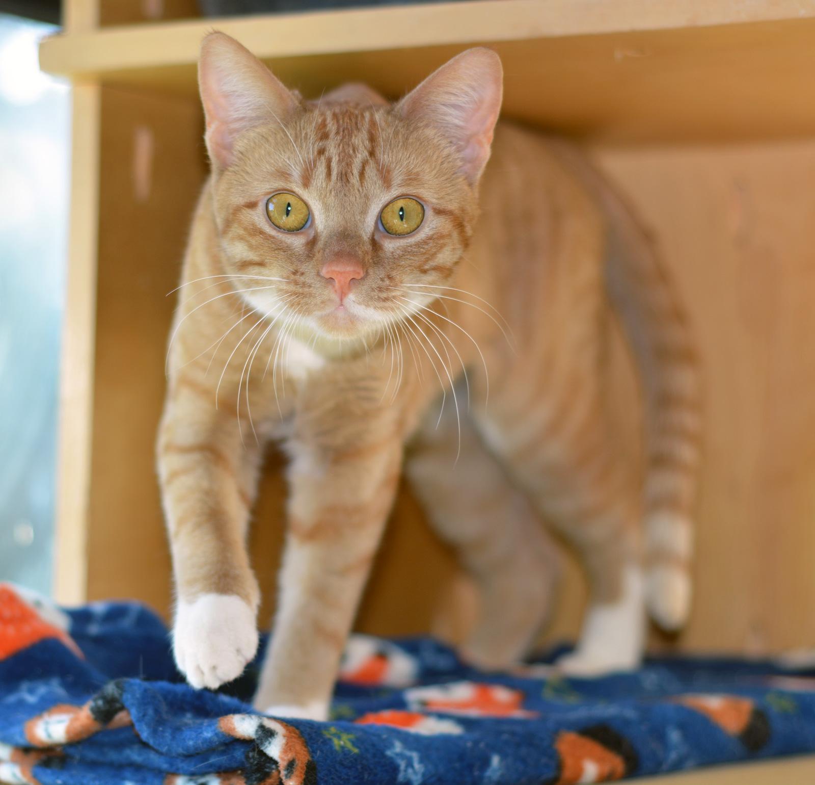 Enlarge CLEMENTINE - ADOPT ME FOR $14 THIS MONTH!, a ADOPTABLE Tabby in San Clemente, CA image 1/3