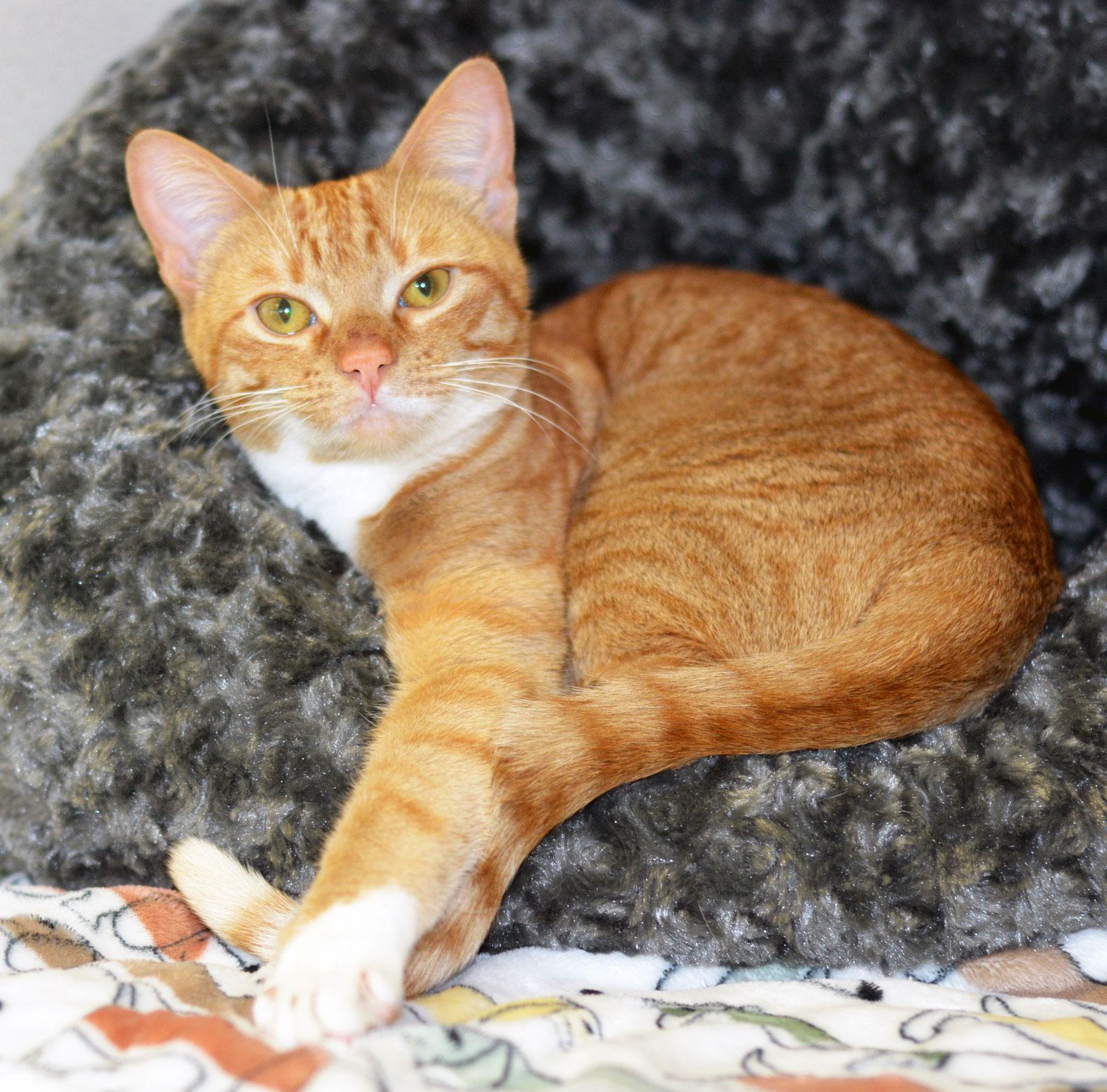 Enlarge CLEMENTINE - ADOPT ME FOR $14 THIS MONTH!, a ADOPTABLE Tabby in San Clemente, CA image 2/3