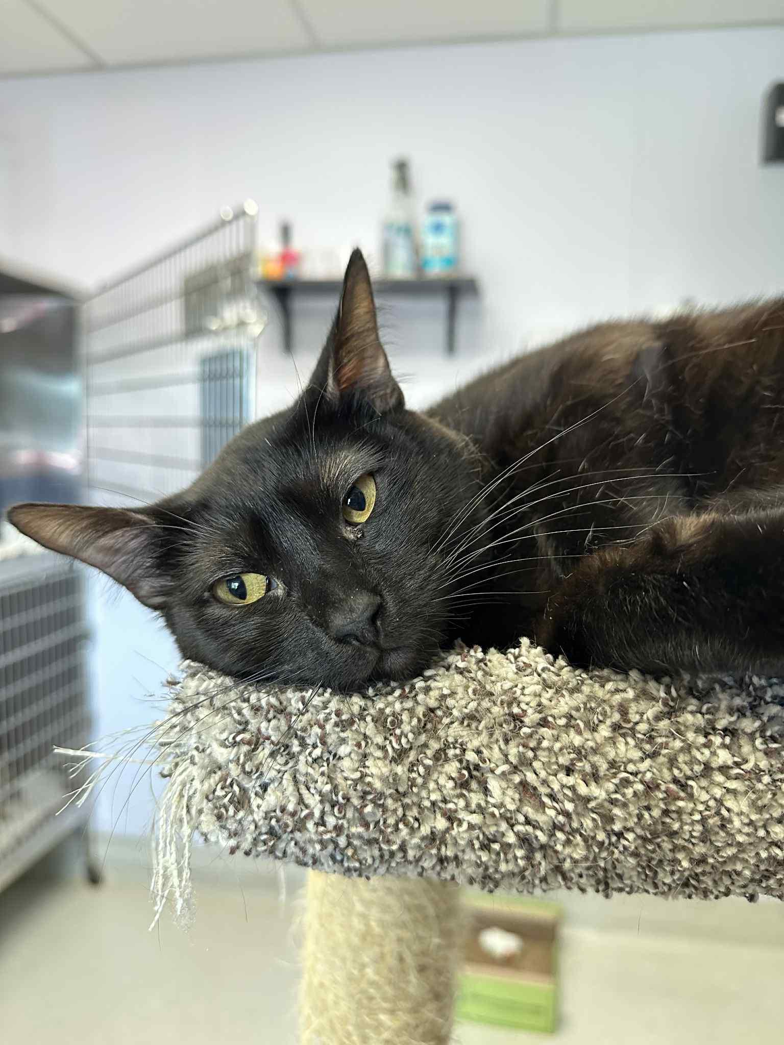 Miss Swatty, Adoptable, Adult Female Domestic Short Hair.