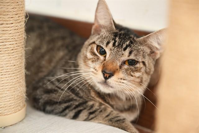 ROWLAND, Adoptable, Young Male Domestic Short Hair.