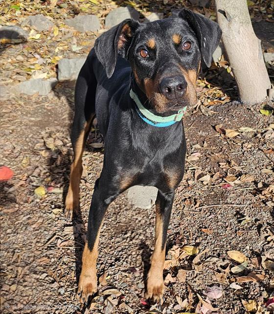 Enlarge Lillia, an adoptable Doberman Pinscher in Phoenix, OR image 1/2