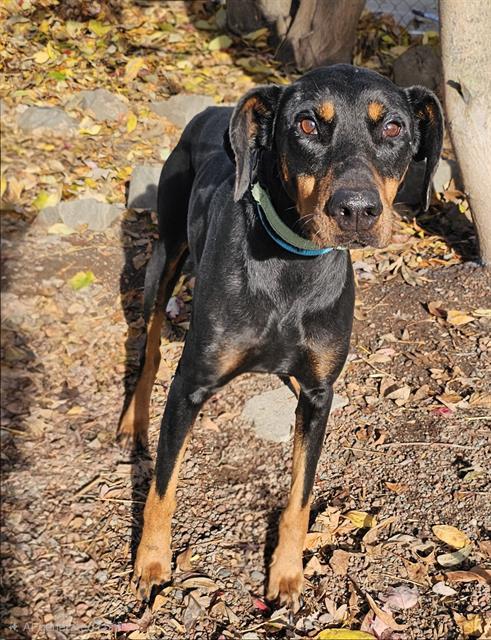 Enlarge Lillia, an adoptable Doberman Pinscher in Phoenix, OR image 2/2