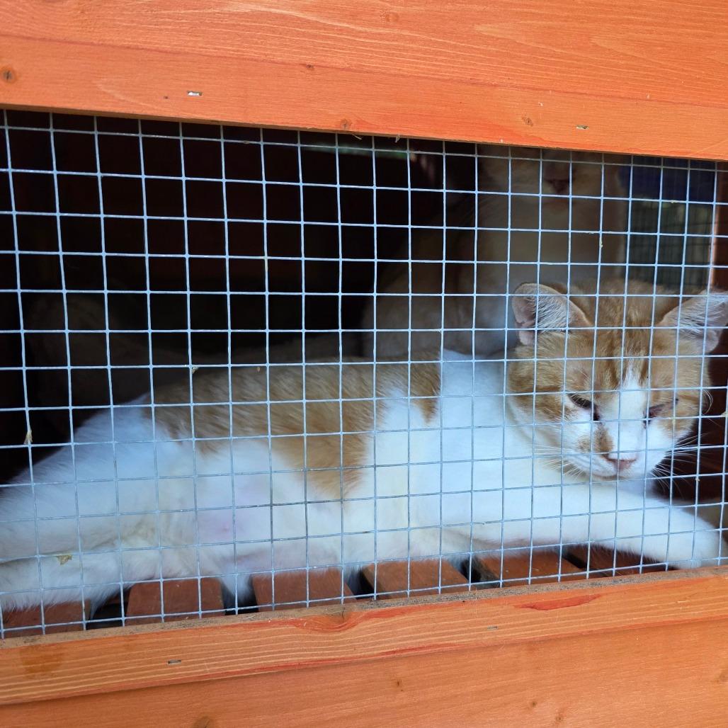 Jack, Adoptable, Adult Male Domestic Short Hair.