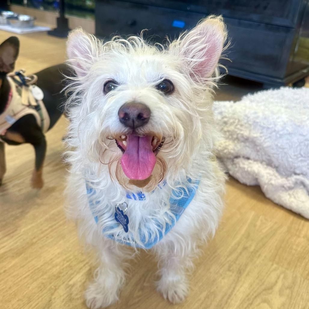Lee 14124, Adoptable, Senior Male West Highland White Terrier / Westie & Norwich Terrier.