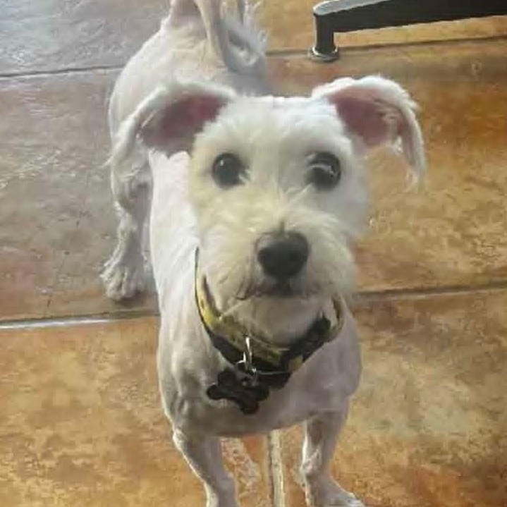 LOBRA, an adopted mixed breed in Marana, AZ image 1/5