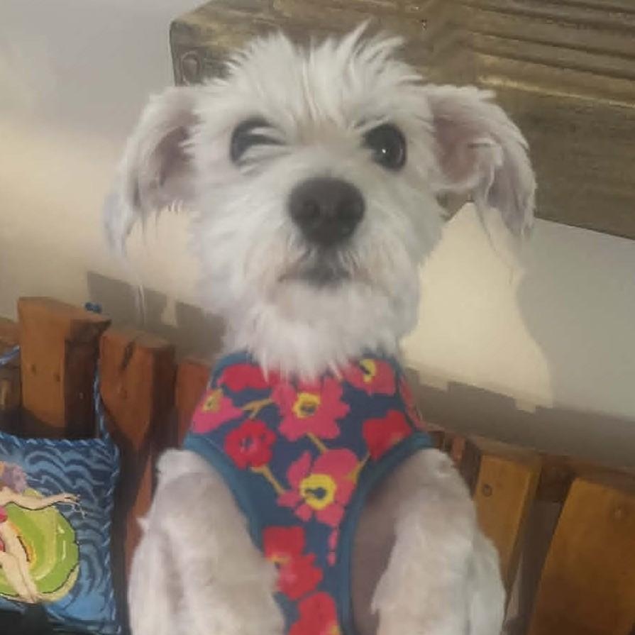 LOBRA, an adopted mixed breed in Marana, AZ image 5/5