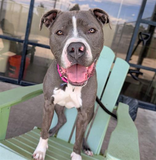 Enlarge CHIEF, a Adoptable Pit Bull Terrier in Denver, CO image 1/1