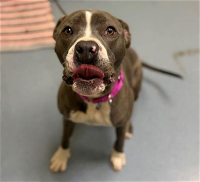 CHIEF, Adoptable, Adult Male Pit Bull Terrier.