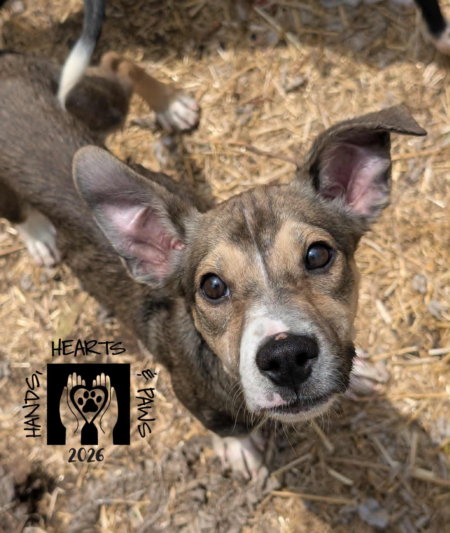 Bonzai, ADOPTABLE, Puppy Male Mastiff & Terrier.