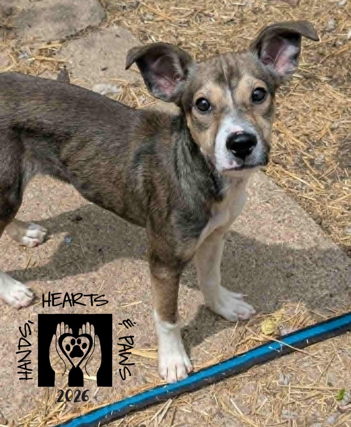 Enlarge Bonzai, a ADOPTABLE mixed breed in Omaha, NE image 2/2