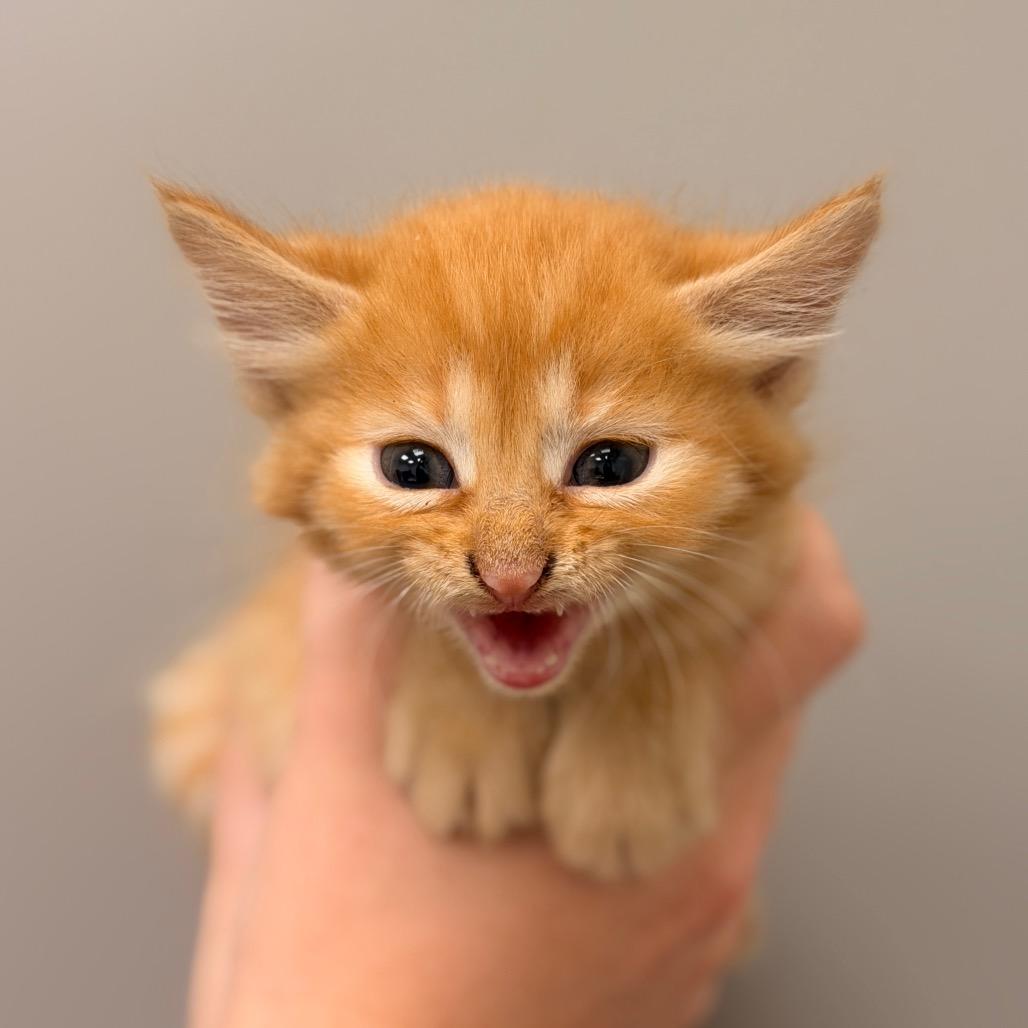 Enlarge Marshmellow 3, a Adoptable Domestic Short Hair in Sand Springs, OK image 1/1