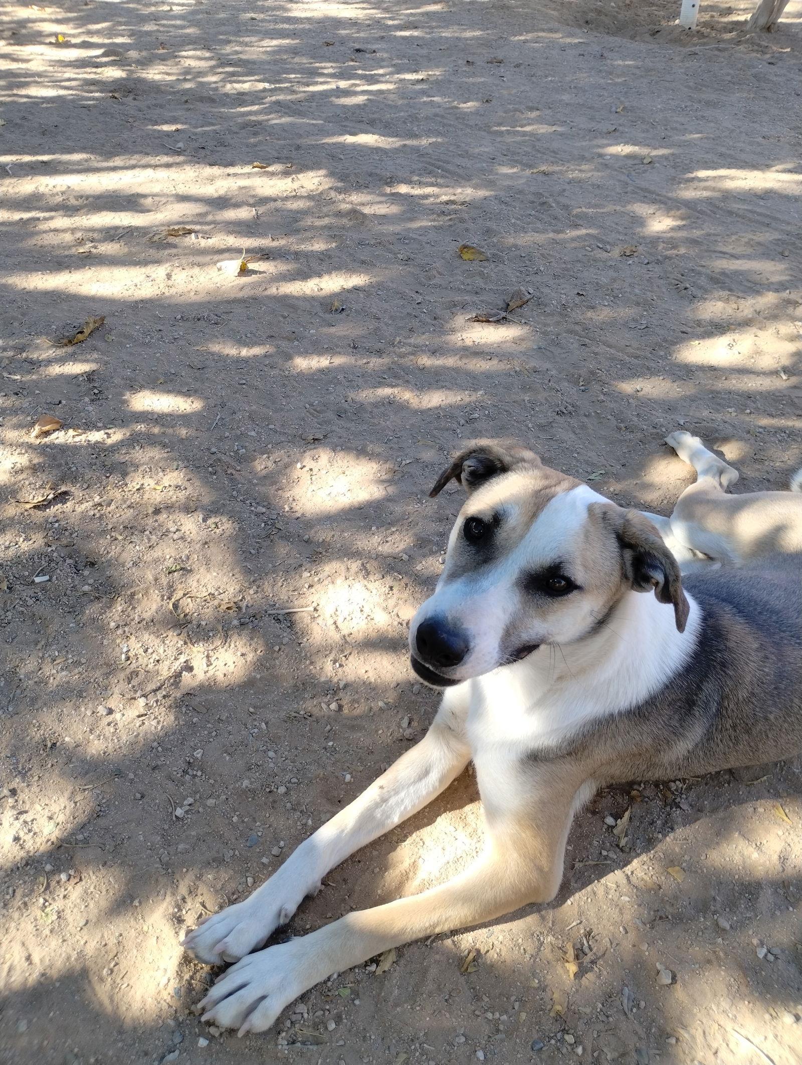 Holly, Adoptable, Young Female Greyhound & Sloughi.
