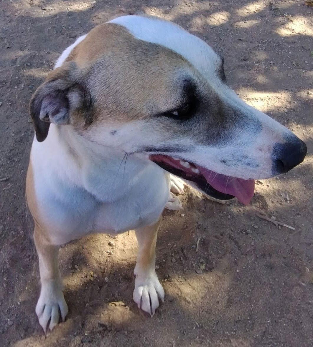 Enlarge Holly, a Adoptable mixed breed in Apple Valley, CA image 3/3