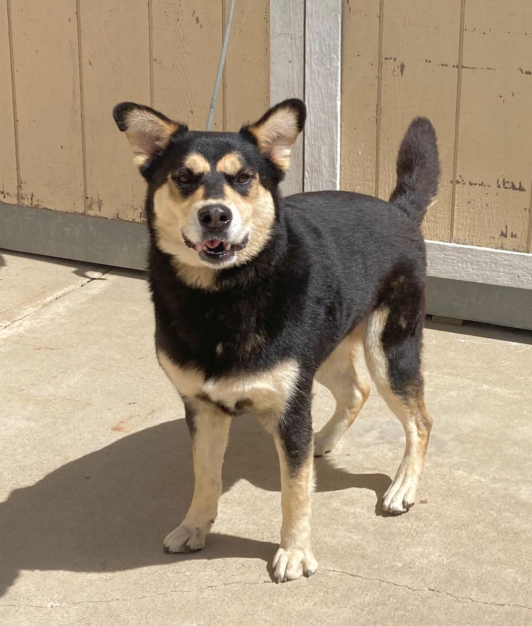 Enlarge Kovu, an adoptable mixed breed in Camp Pendleton, CA image 5/6