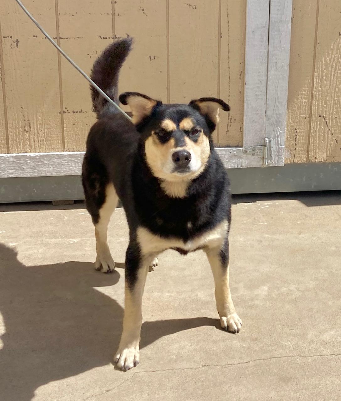 Enlarge Kovu, an adoptable mixed breed in Camp Pendleton, CA image 4/6