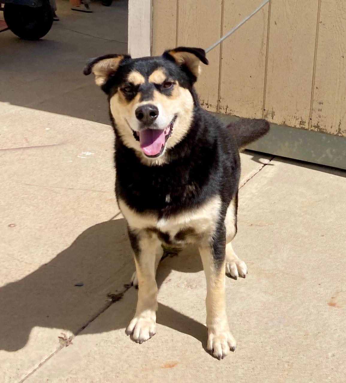 Enlarge Kovu, an adoptable mixed breed in Camp Pendleton, CA image 6/6