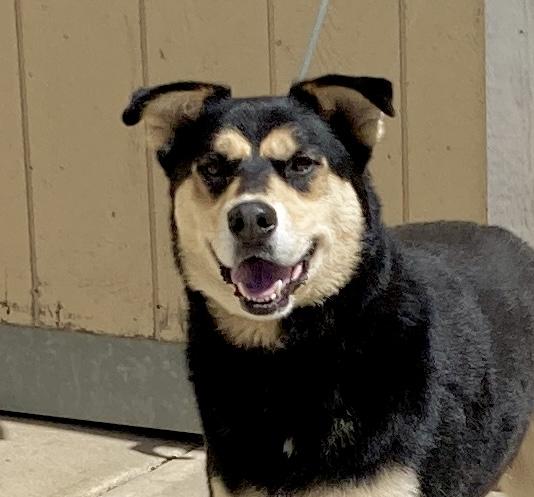 Kovu, adoptable, Adult Male Shepherd & Husky.