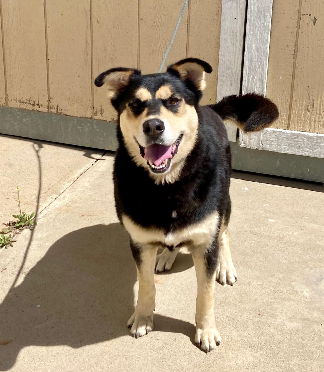 Enlarge Kovu, an adoptable mixed breed in Camp Pendleton, CA image 2/6