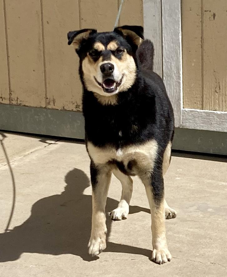 Enlarge Kovu, an adoptable mixed breed in Camp Pendleton, CA image 3/6