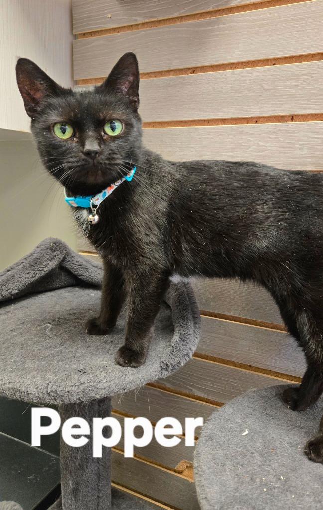 Enlarge Pepper, a Adoptable mixed breed in Sidney, OH image 1/4