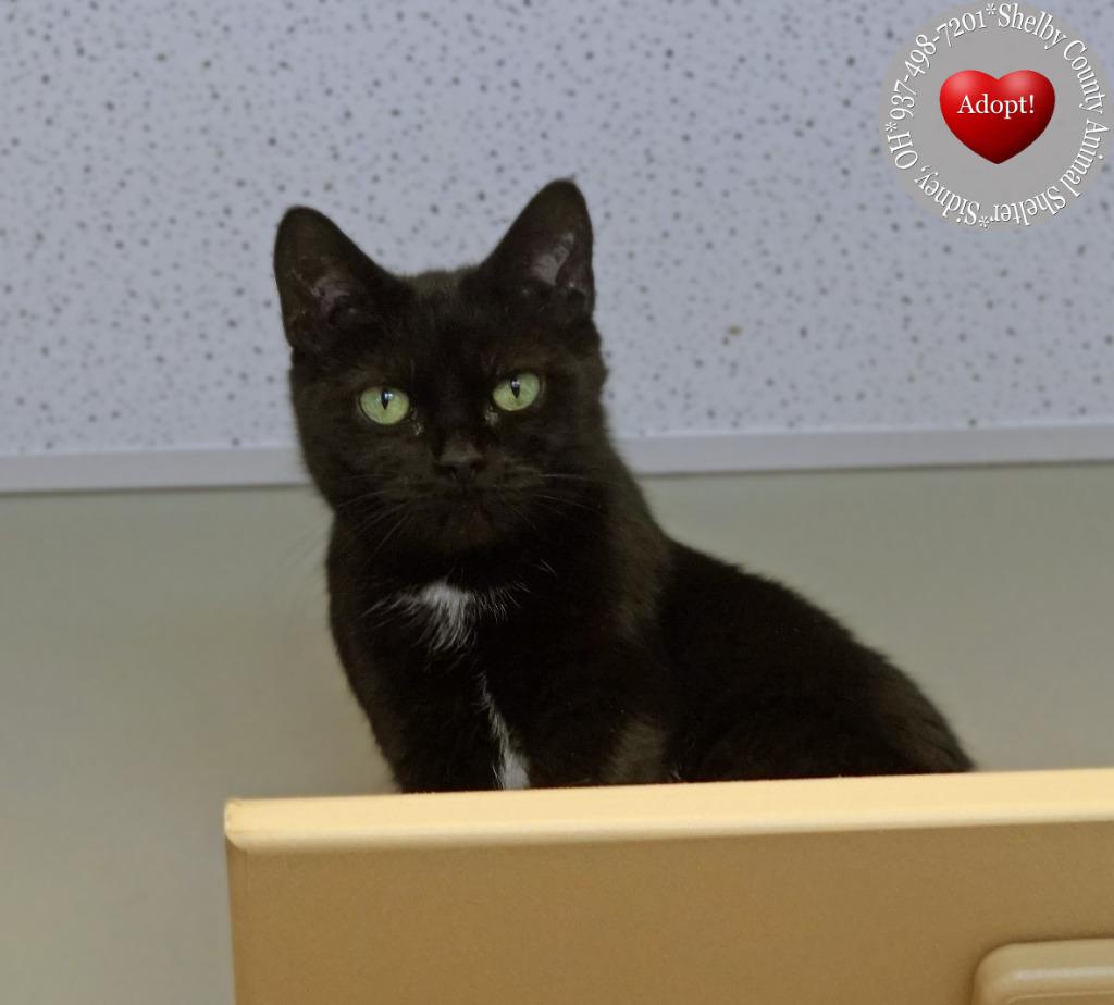 Pepper, a Adopted mixed breed in Sidney, OH image 2/6