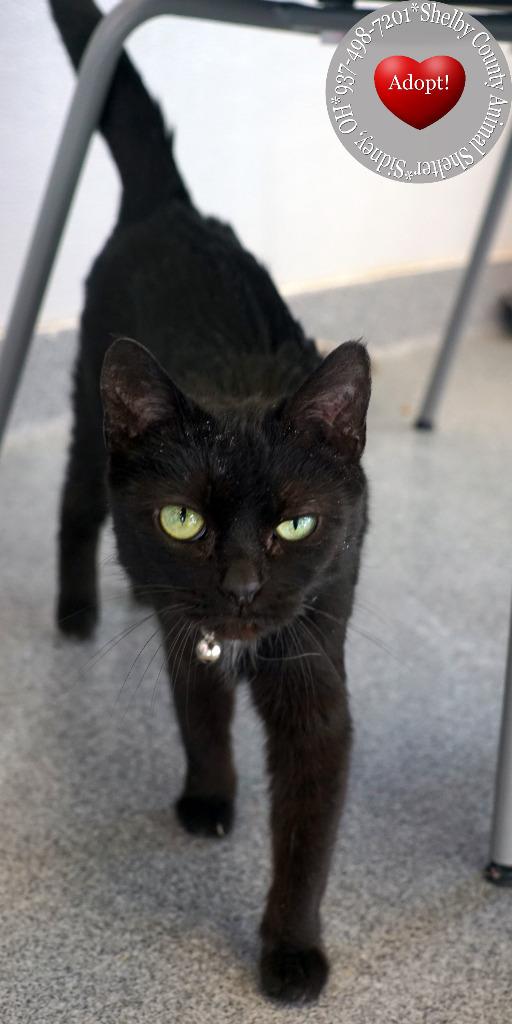 Enlarge Pepper, a Adoptable mixed breed in Sidney, OH image 3/4