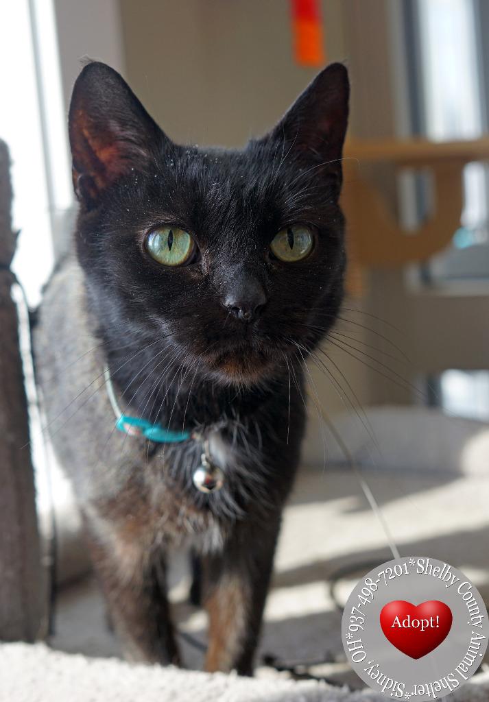 Enlarge Pepper, a Adoptable mixed breed in Sidney, OH image 4/4