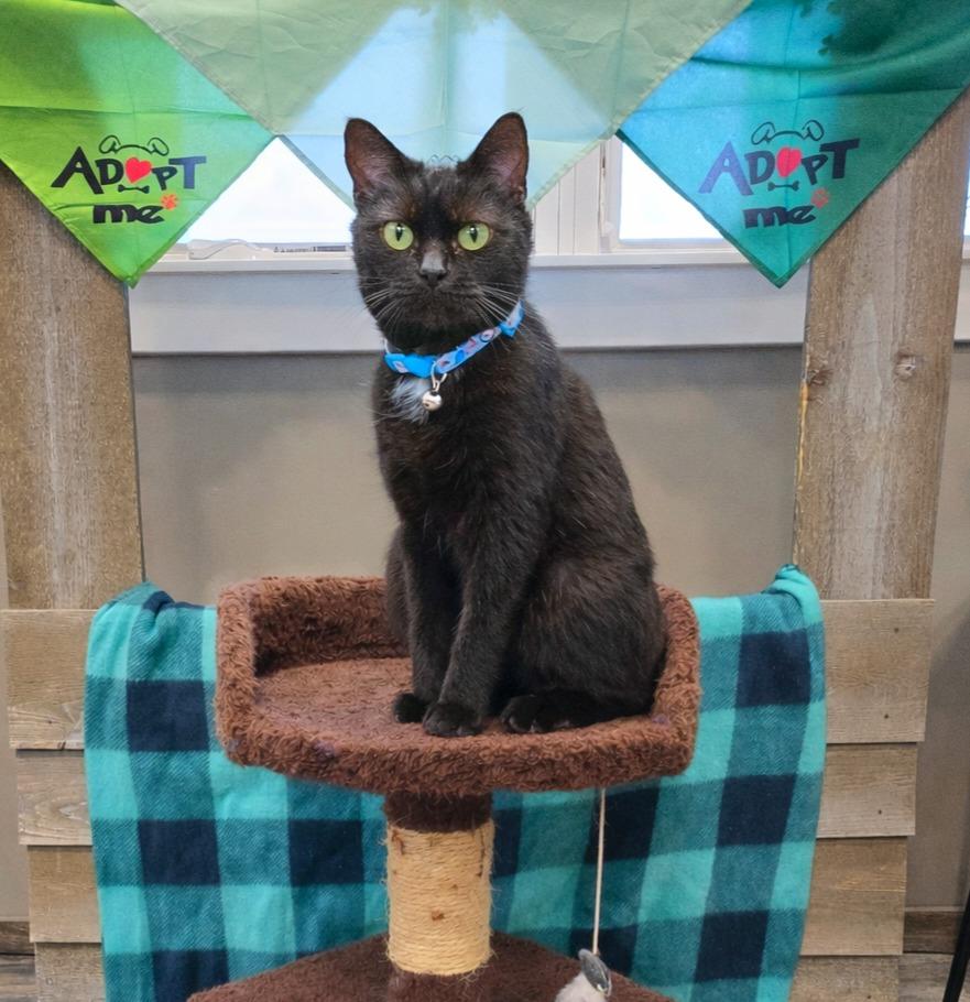 Pepper, a Adopted mixed breed in Sidney, OH image 6/6