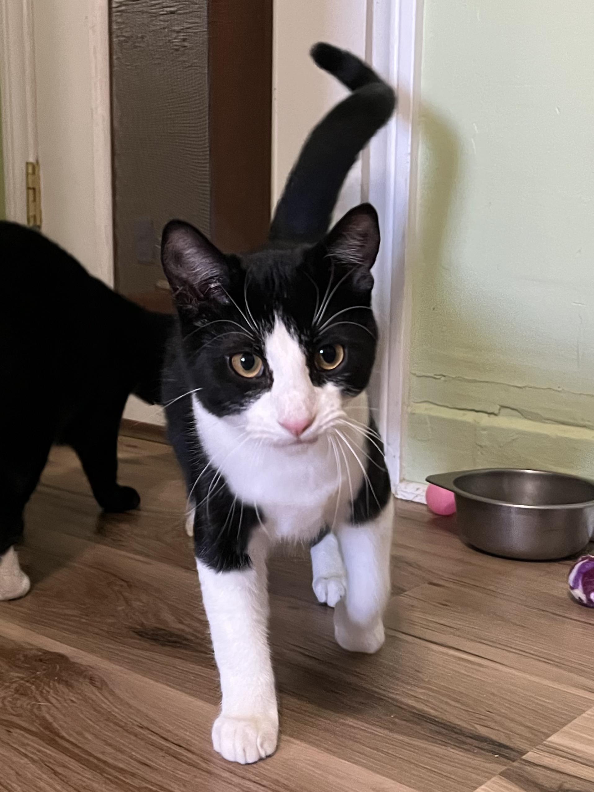 Enlarge Starsky, a Adoptable Tuxedo in Prescott, AZ image 3/5