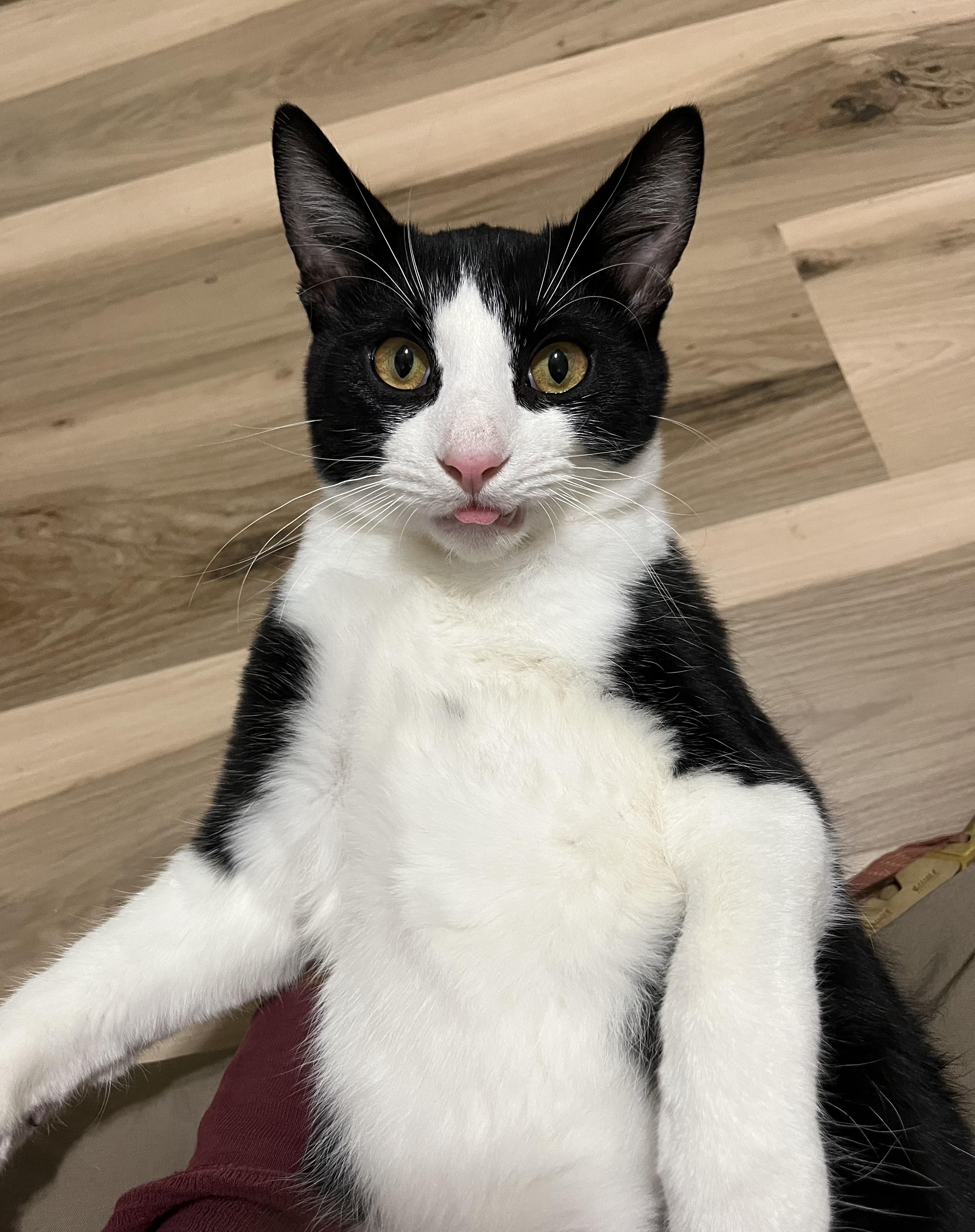 Enlarge Starsky, a Adoptable Tuxedo in Prescott, AZ image 2/5