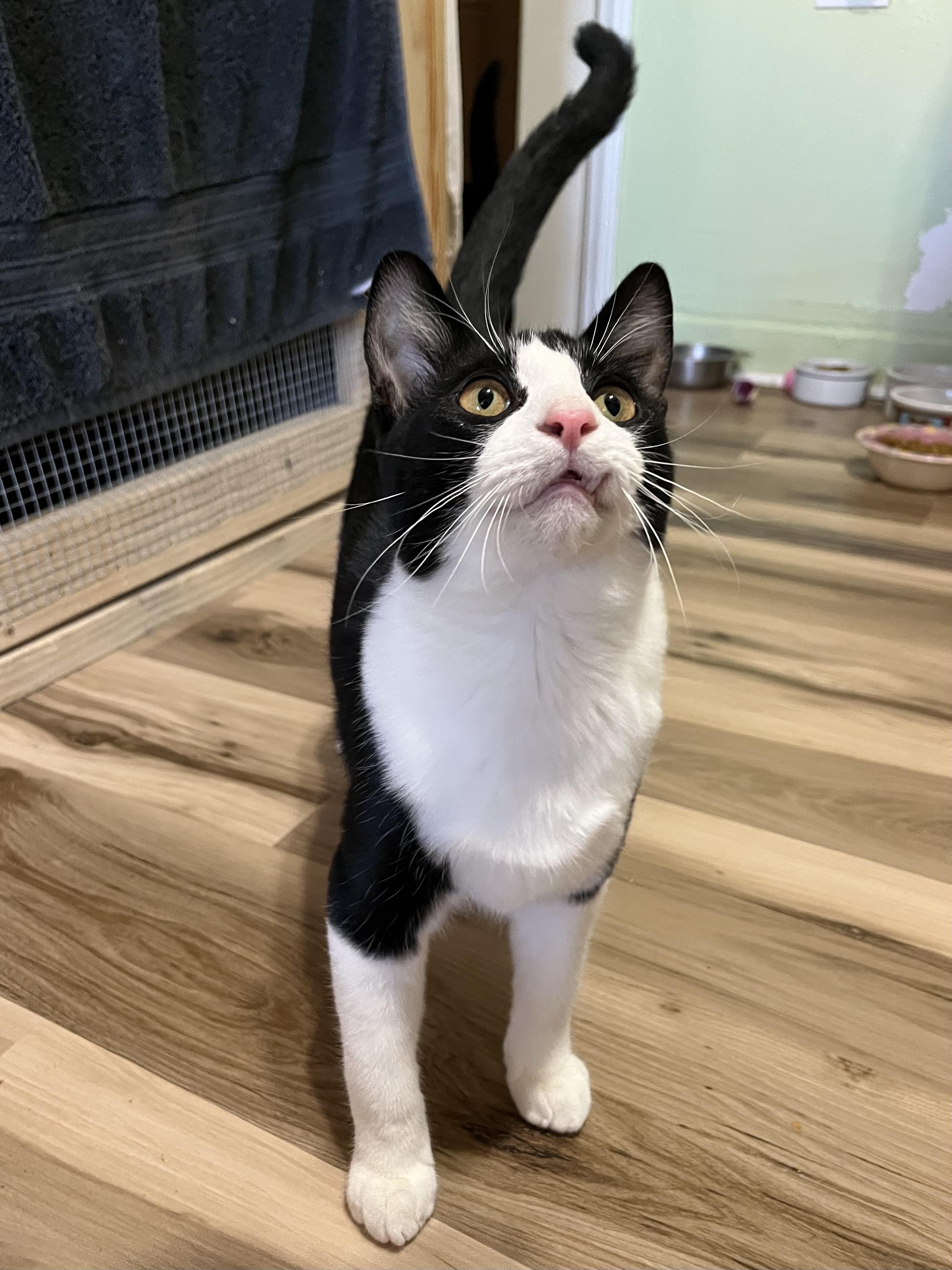Enlarge Starsky, a Adoptable Tuxedo in Prescott, AZ image 4/5