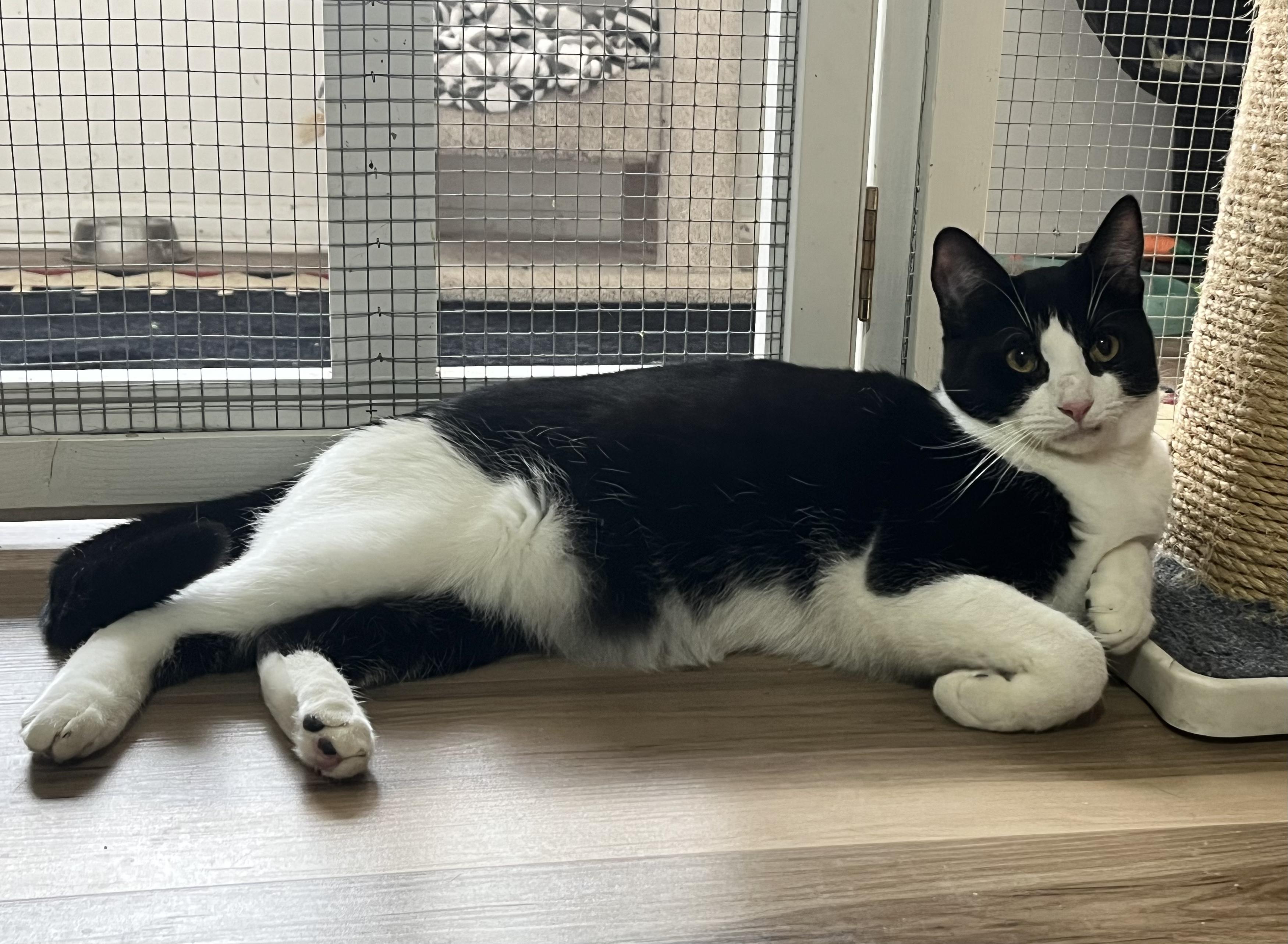 Enlarge Starsky, a Adoptable Tuxedo in Prescott, AZ image 5/5