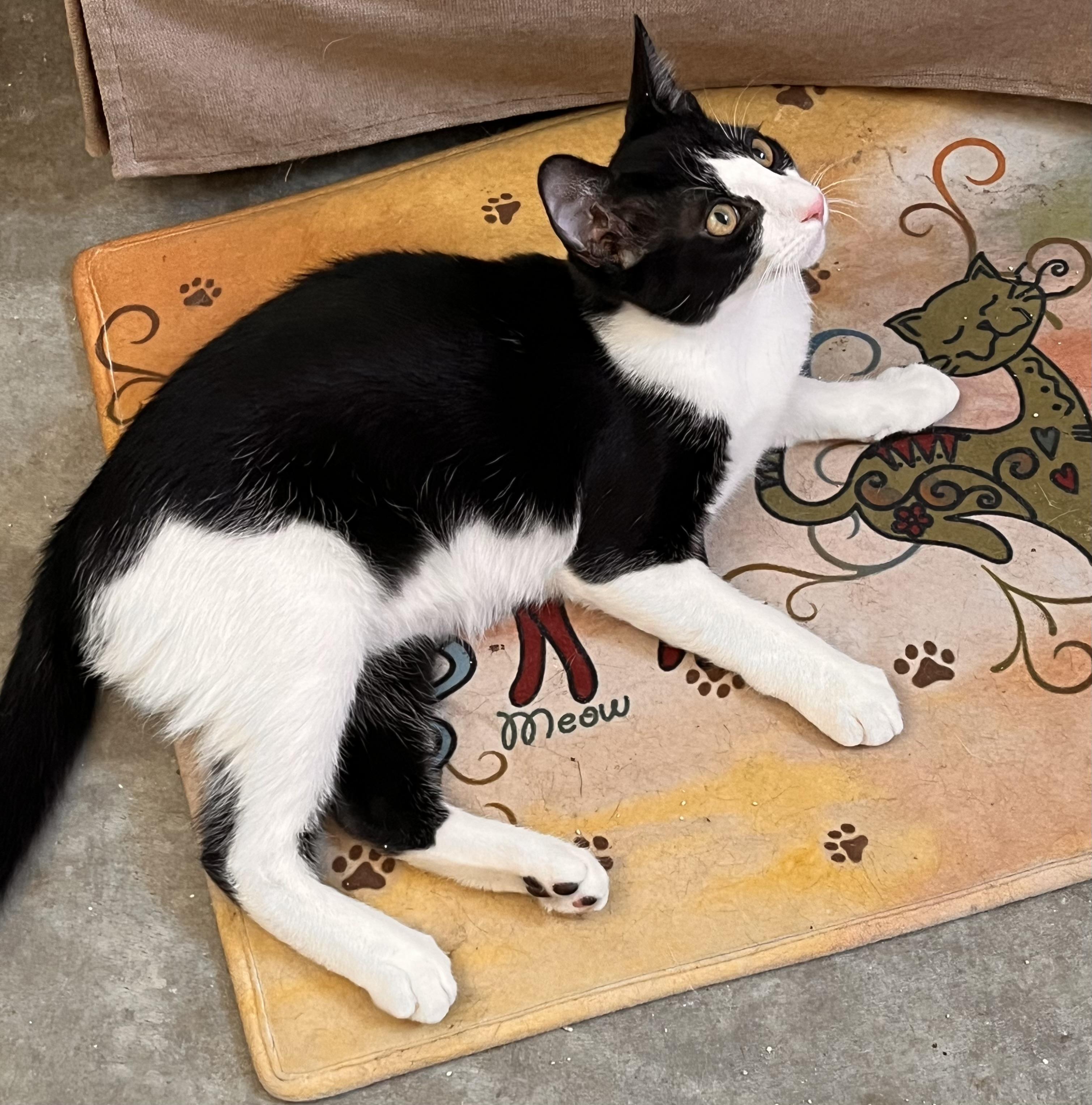 Enlarge Starsky, a Adoptable Tuxedo in Prescott, AZ image 1/5