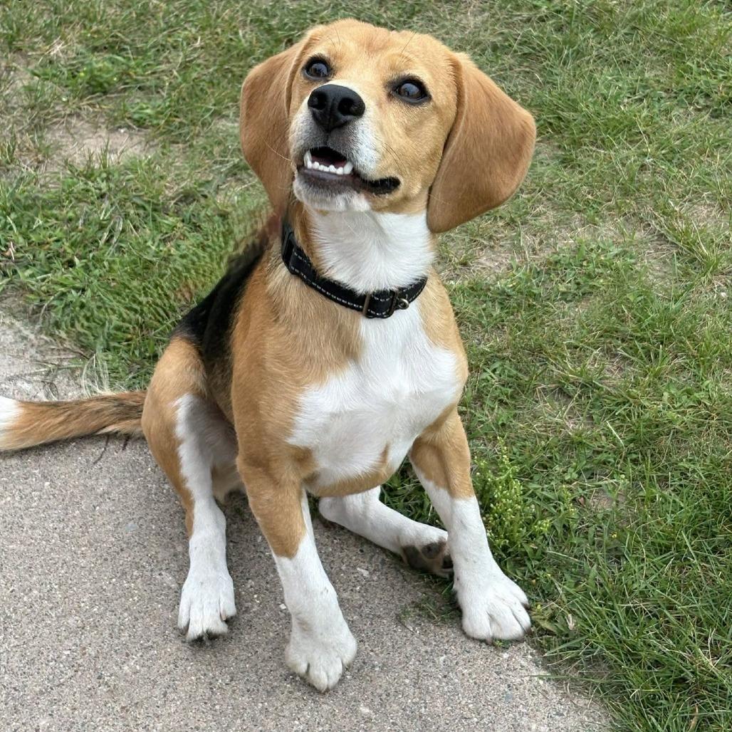 Peanuts 260472, Adoptable, Adult Male Beagle.