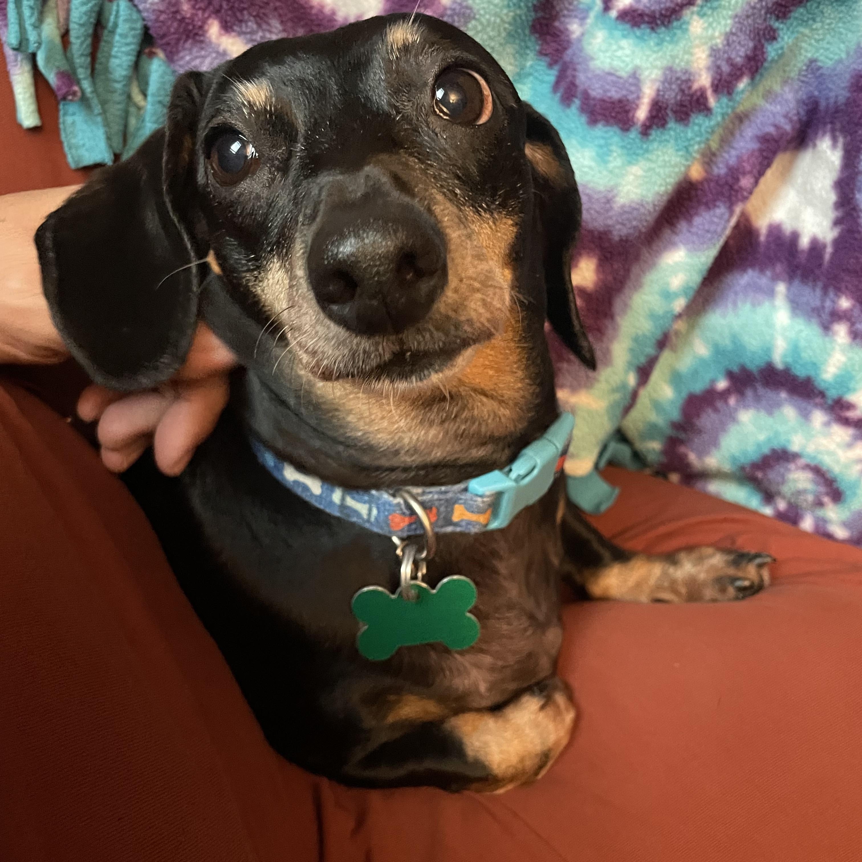Polly, an adopted Dachshund in Portland, OR image 4/4