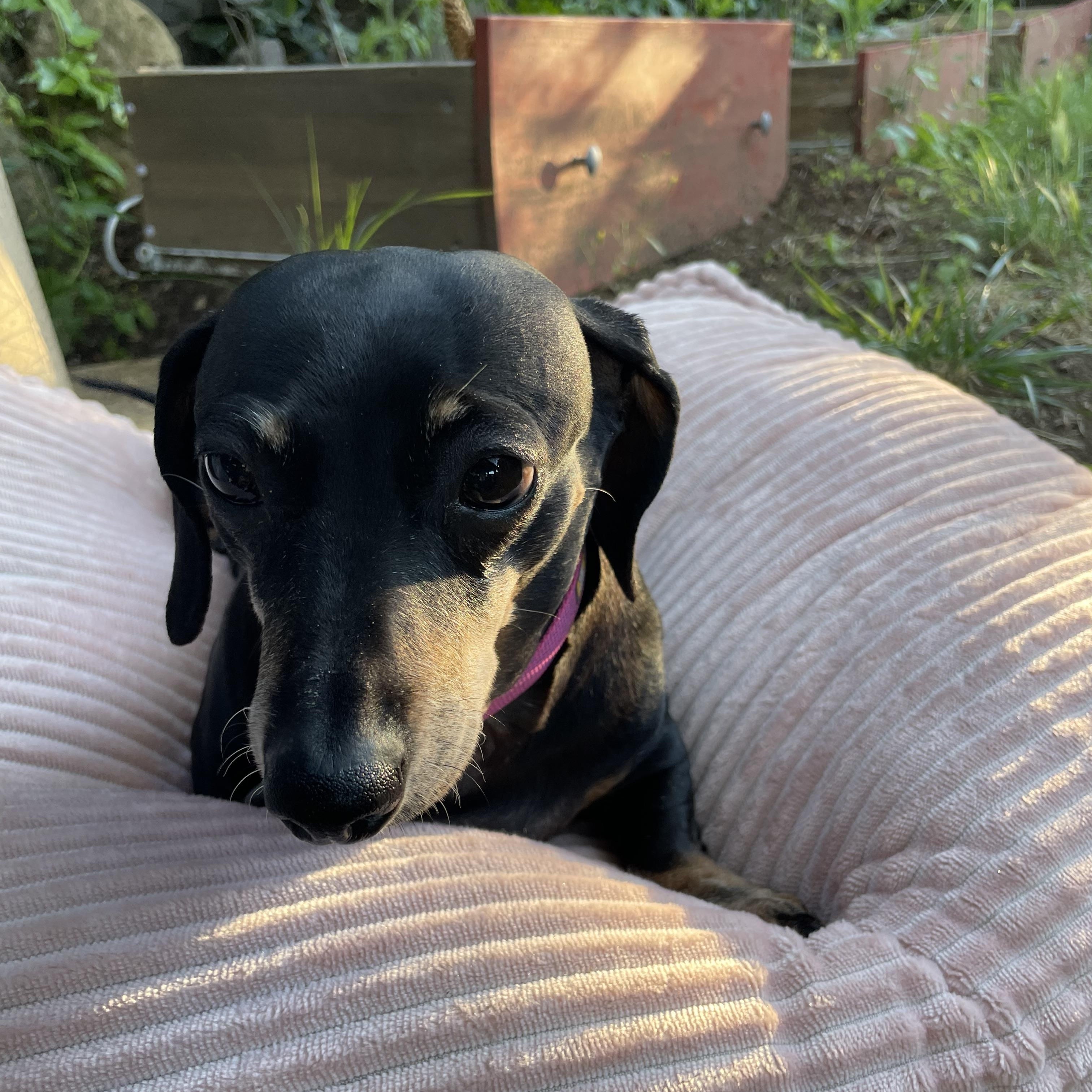 Polly, an adopted Dachshund in Portland, OR image 2/4