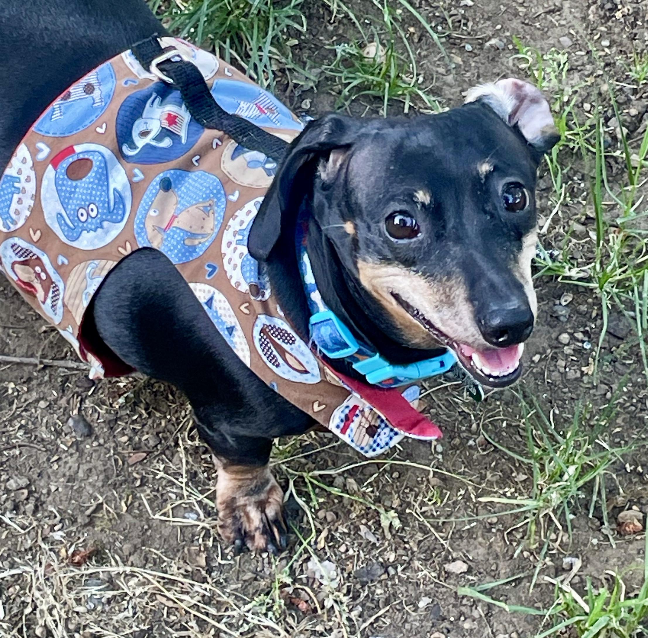 Polly, adopted, Adult Female Dachshund.