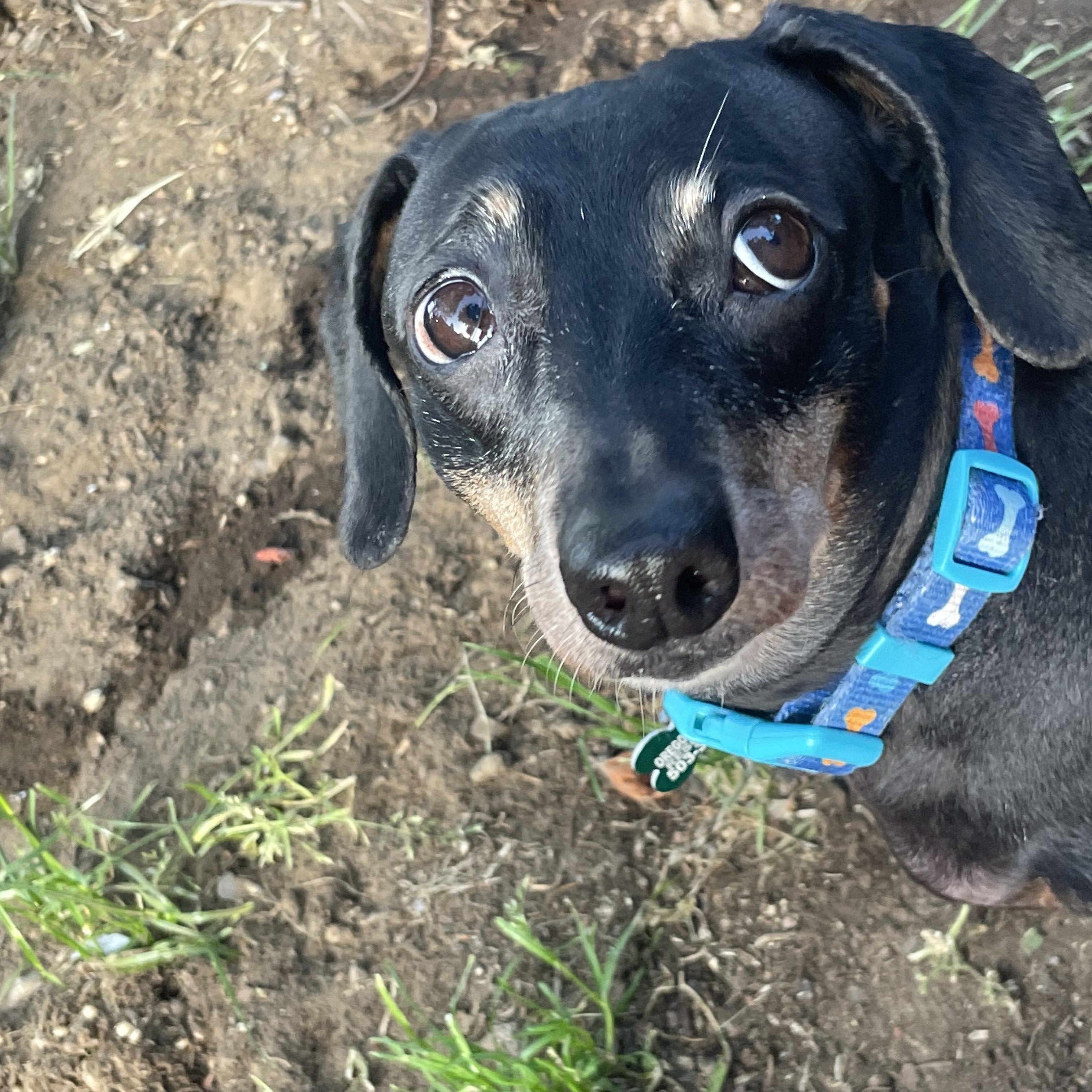 Polly, an adopted Dachshund in Portland, OR image 3/4