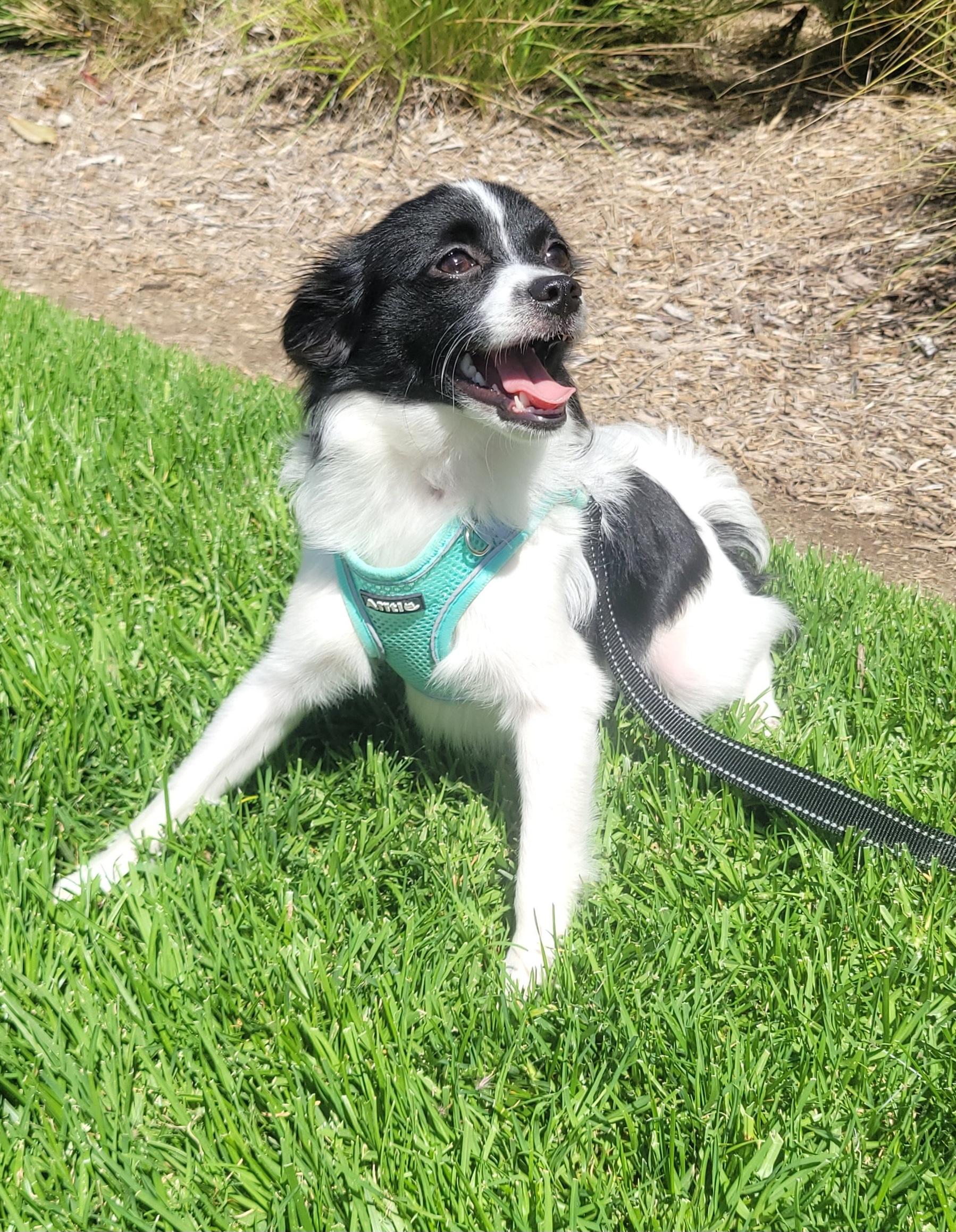 Donny, a ADOPTABLE mixed breed in Reseda, CA image 5/5