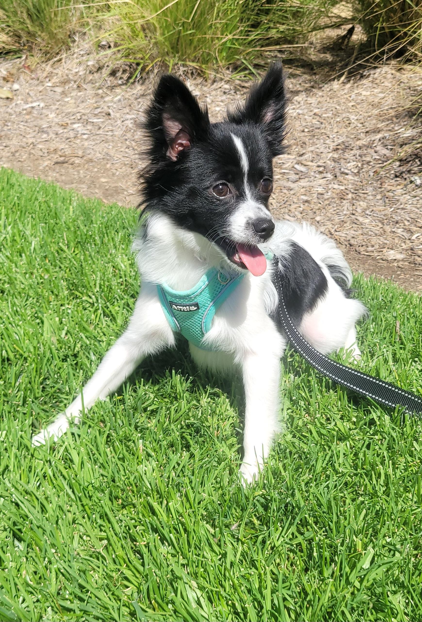 Donny, a ADOPTABLE mixed breed in Reseda, CA image 3/5