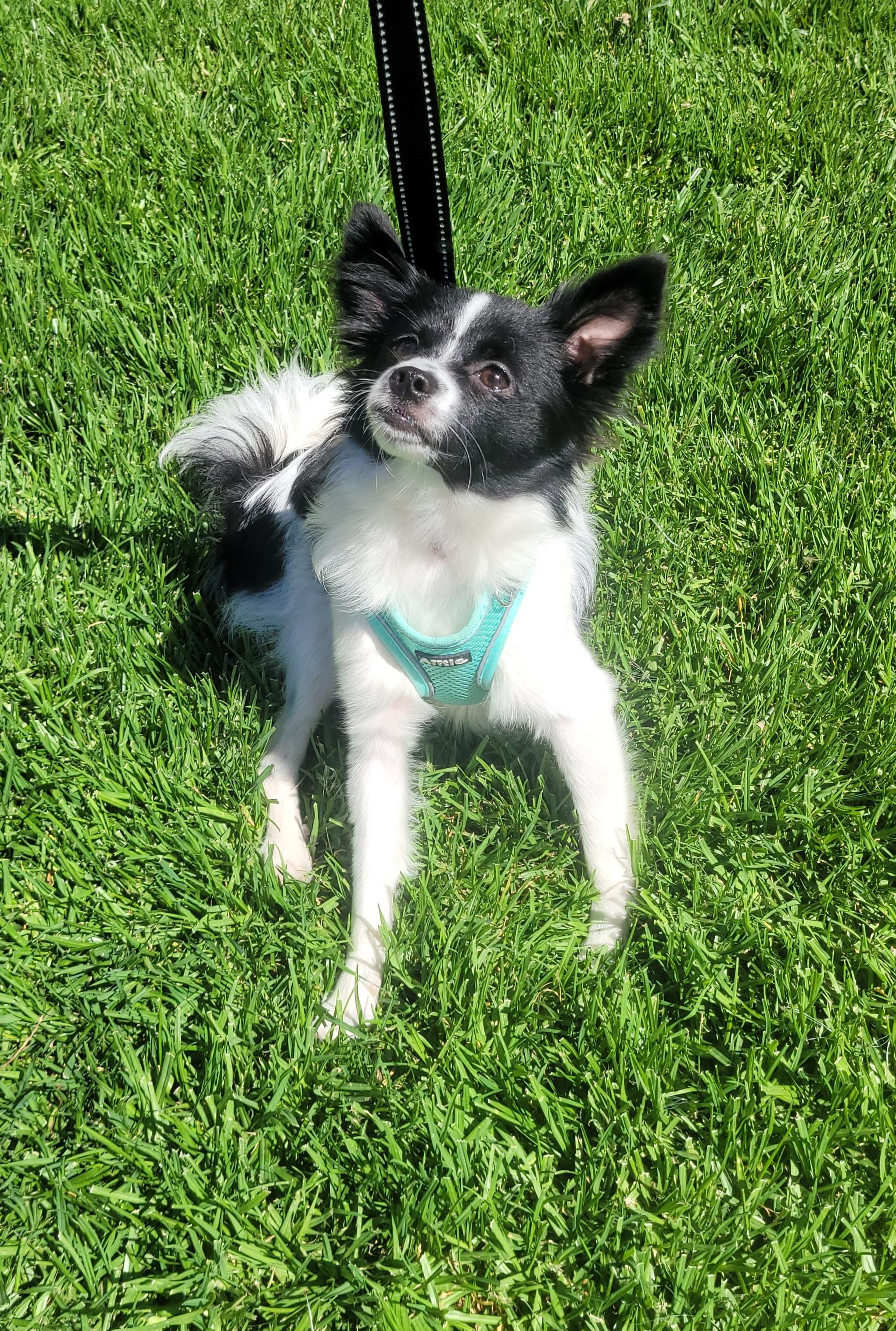 Donny, a ADOPTABLE mixed breed in Reseda, CA image 4/5