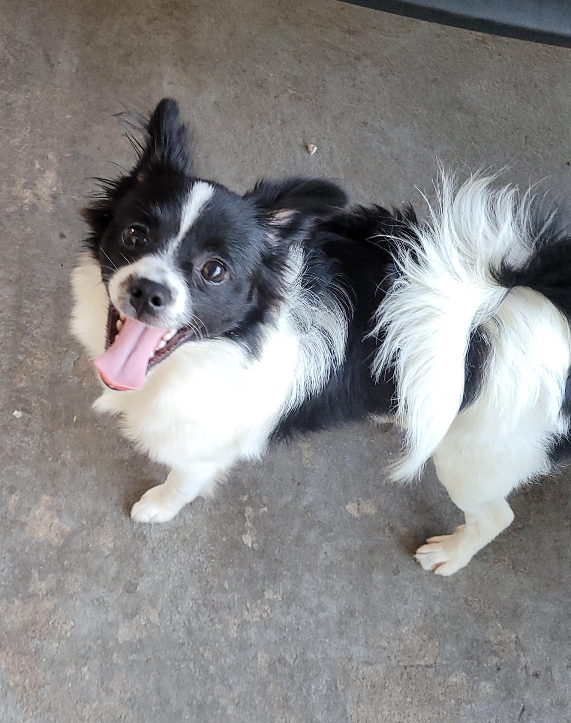 Donny, ADOPTABLE, Puppy Male Pomeranian & Chihuahua.