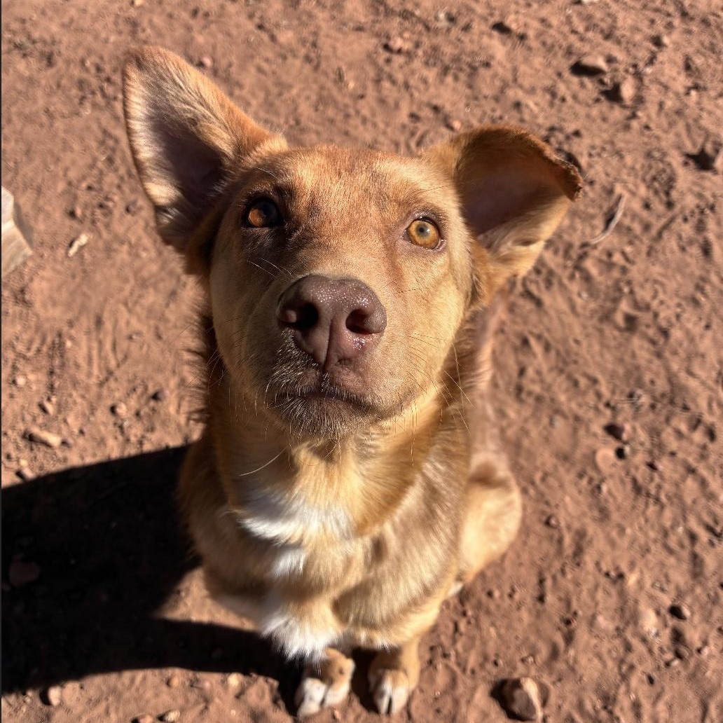 Enlarge Charlie, an adoptable mixed breed in Austin, TX image 4/6