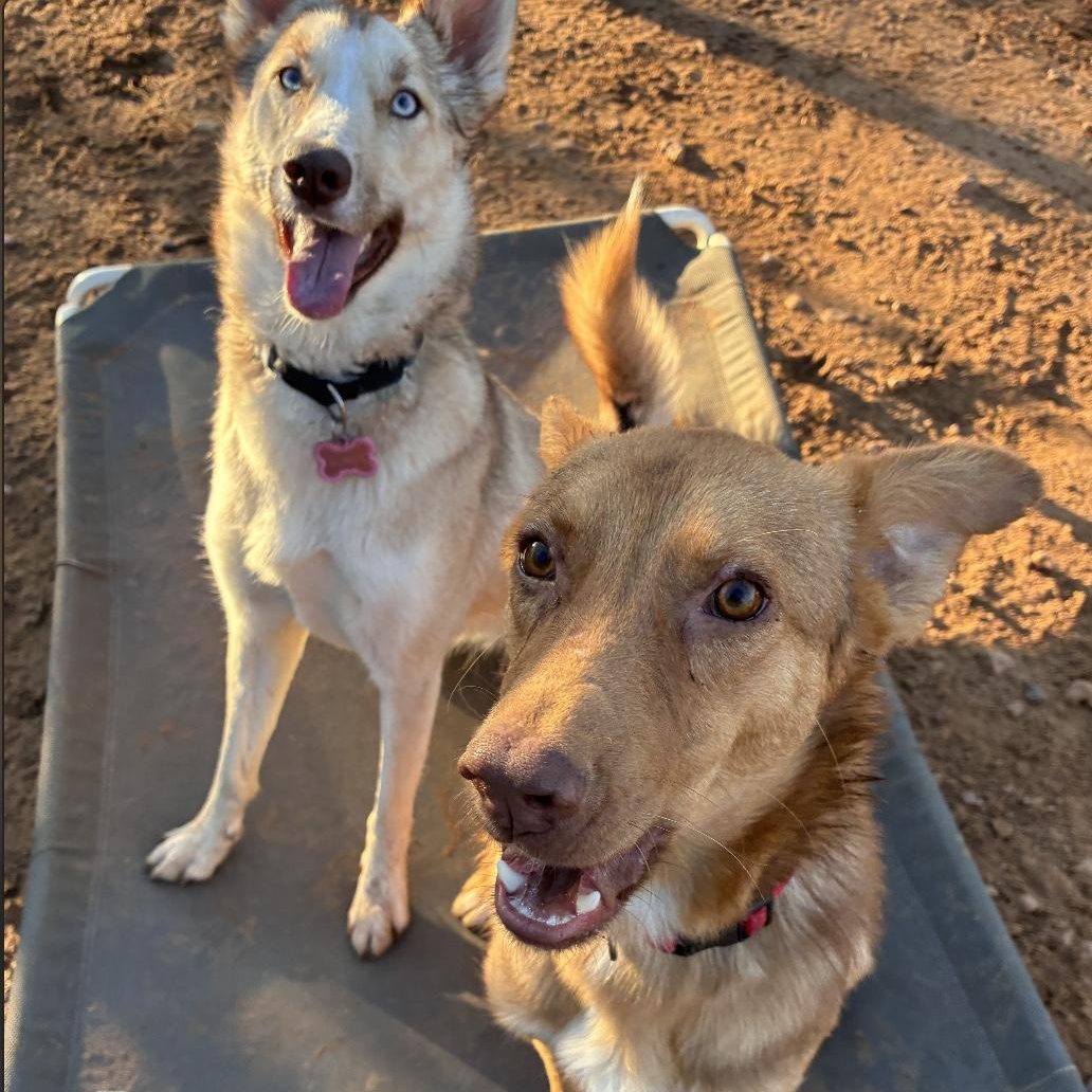 Enlarge Charlie, an adoptable mixed breed in Austin, TX image 3/6