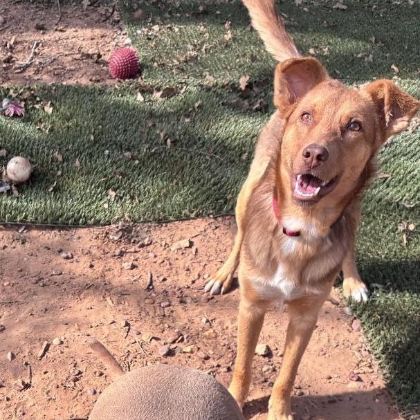 Enlarge Charlie, an adoptable mixed breed in Austin, TX image 2/6