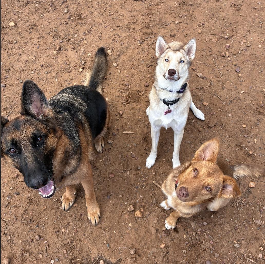 Enlarge Charlie, an adoptable mixed breed in Austin, TX image 5/6
