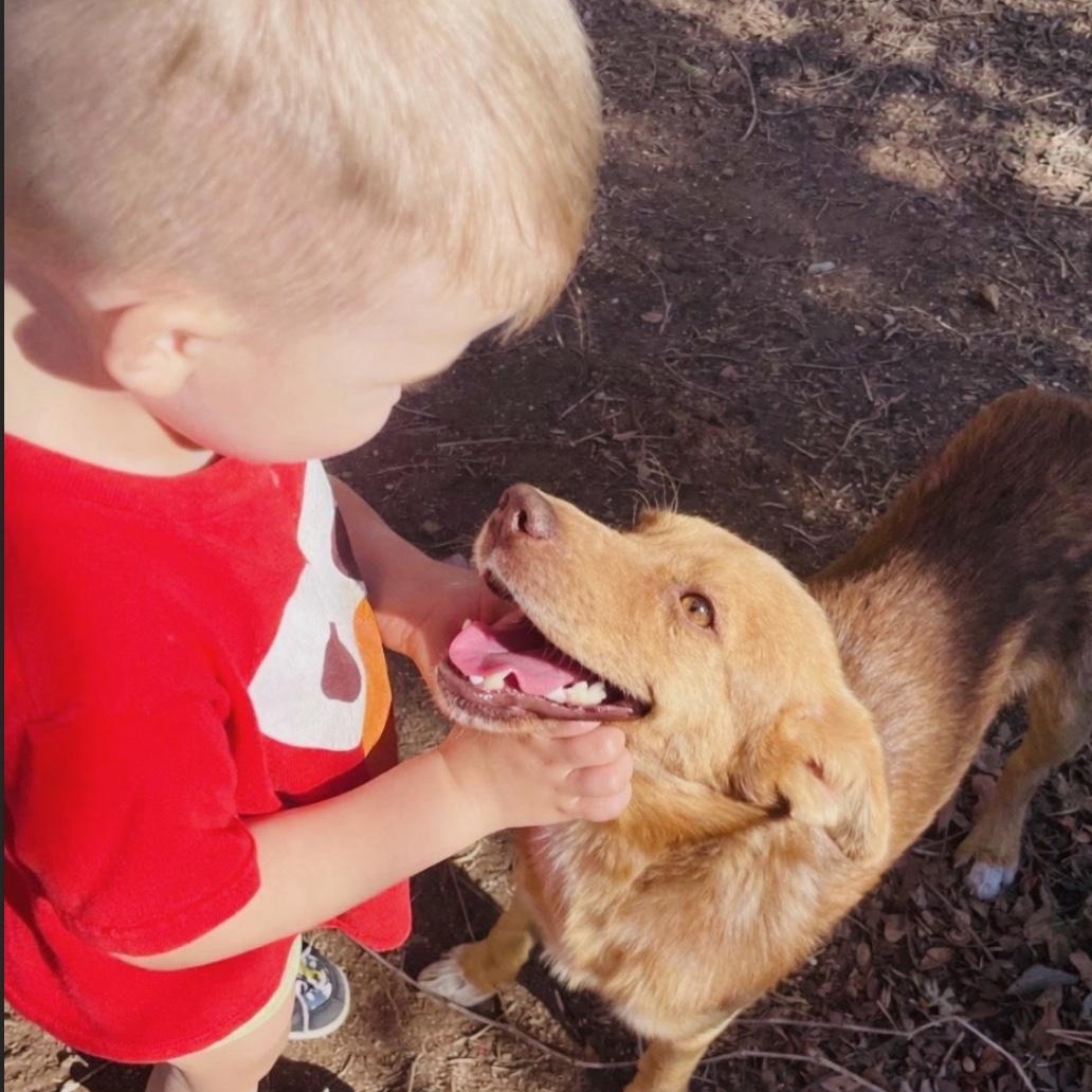 Enlarge Charlie, an adoptable mixed breed in Austin, TX image 1/6
