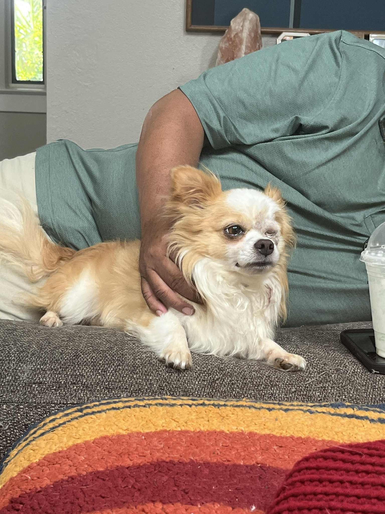 Nugz, Adult Male Chihuahua